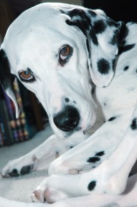 Daisy-GS-II--9989-02-12-06
